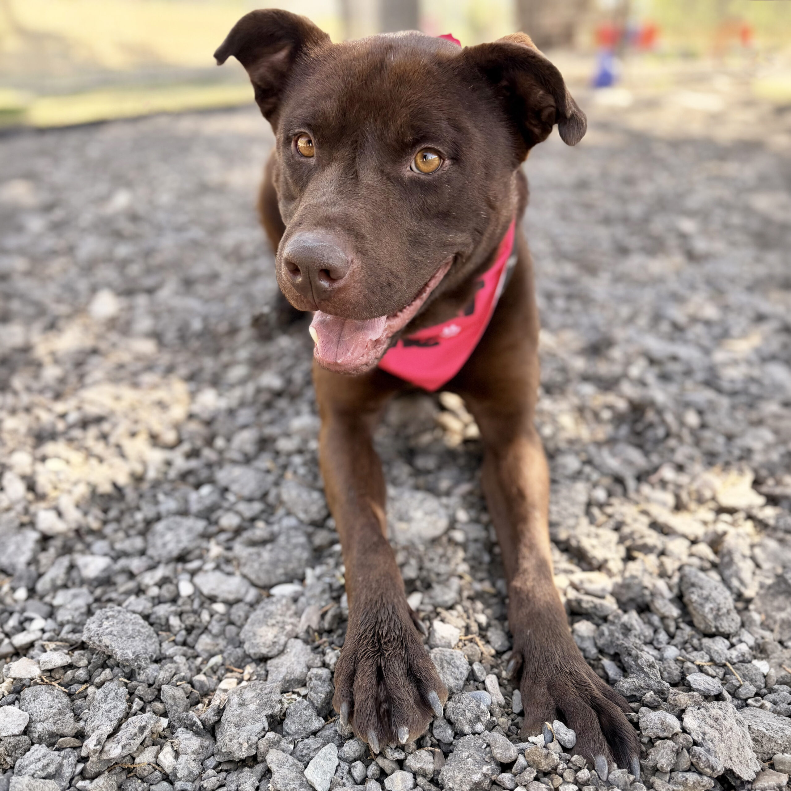 Pet of the Week