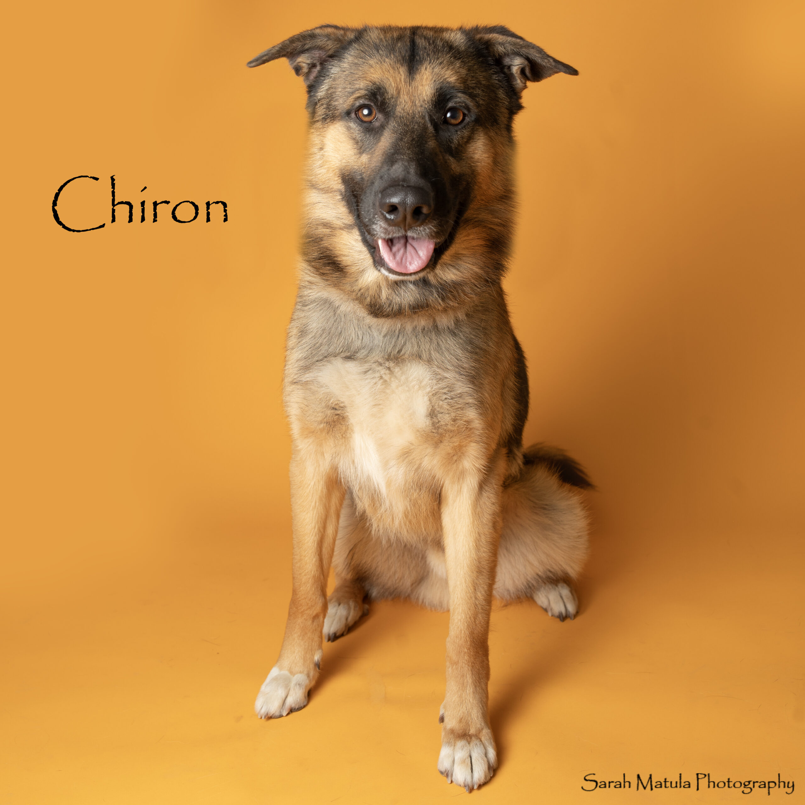 Pet of the Week