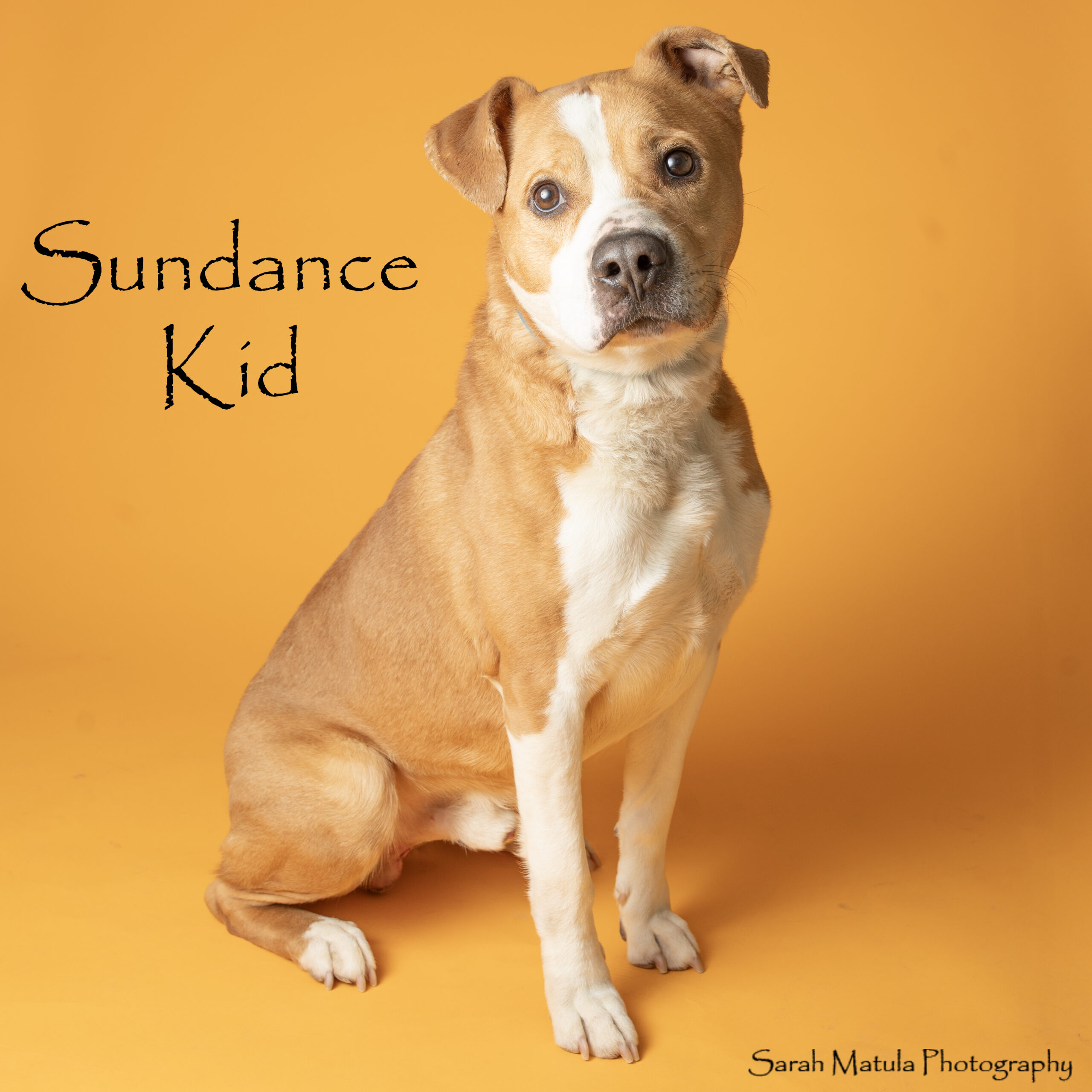 Pet of the Week