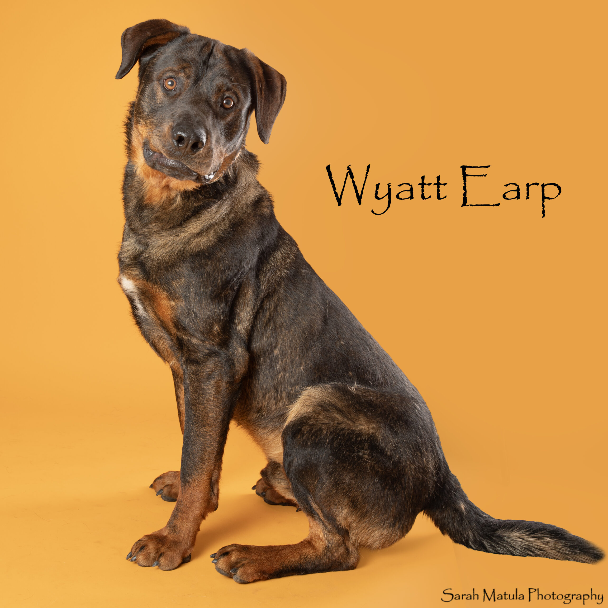 Pet of the Week