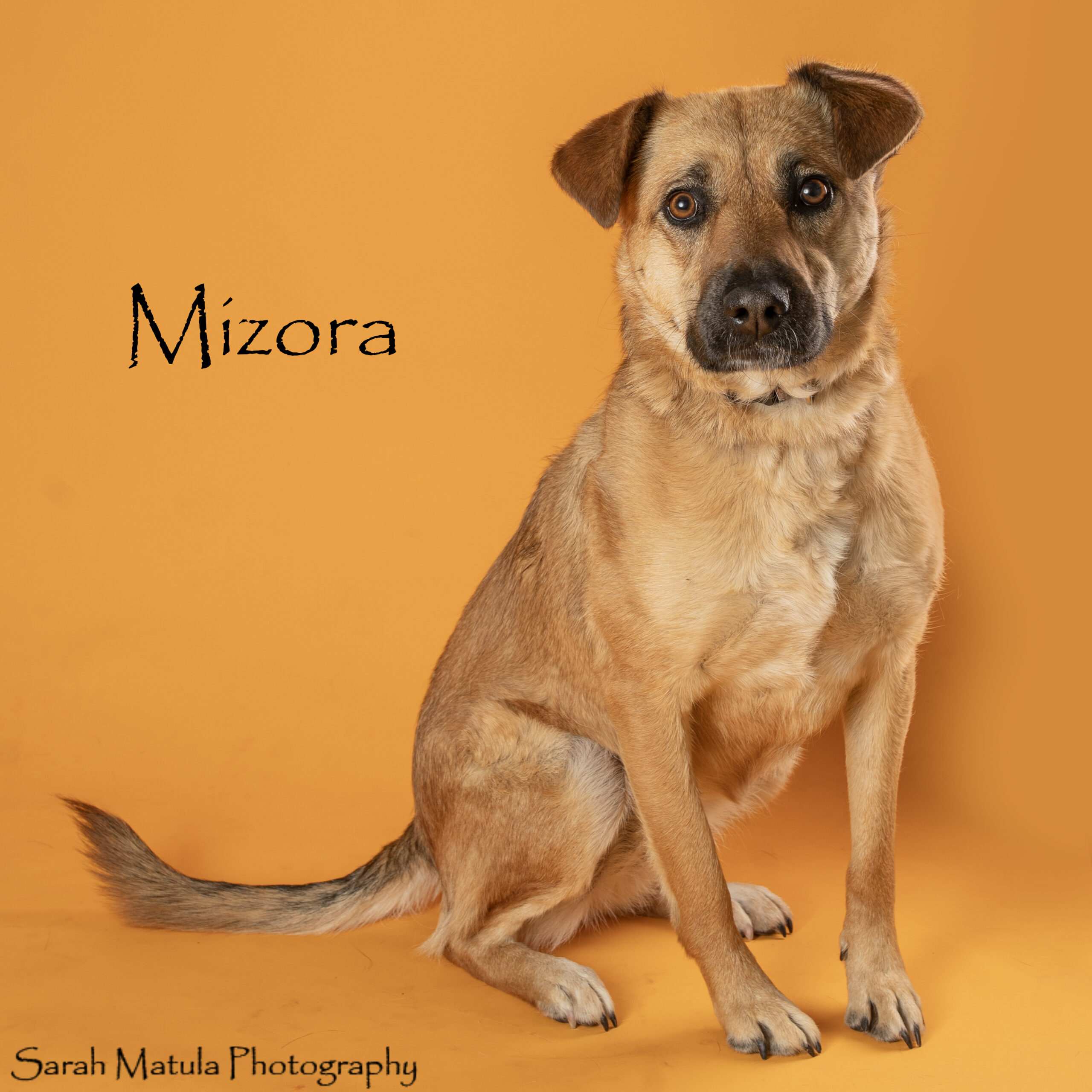 Pet of the Week