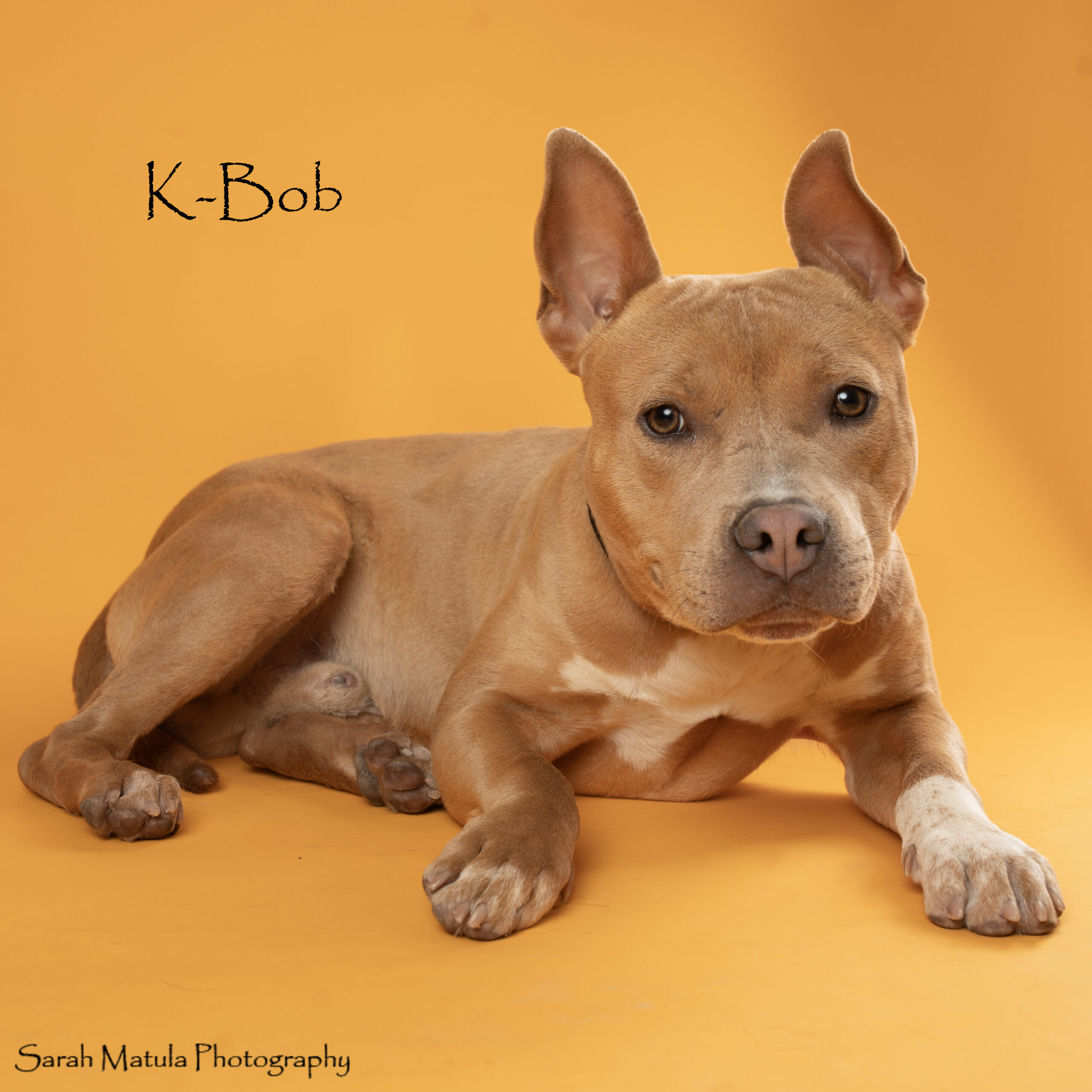 Pet of the Week