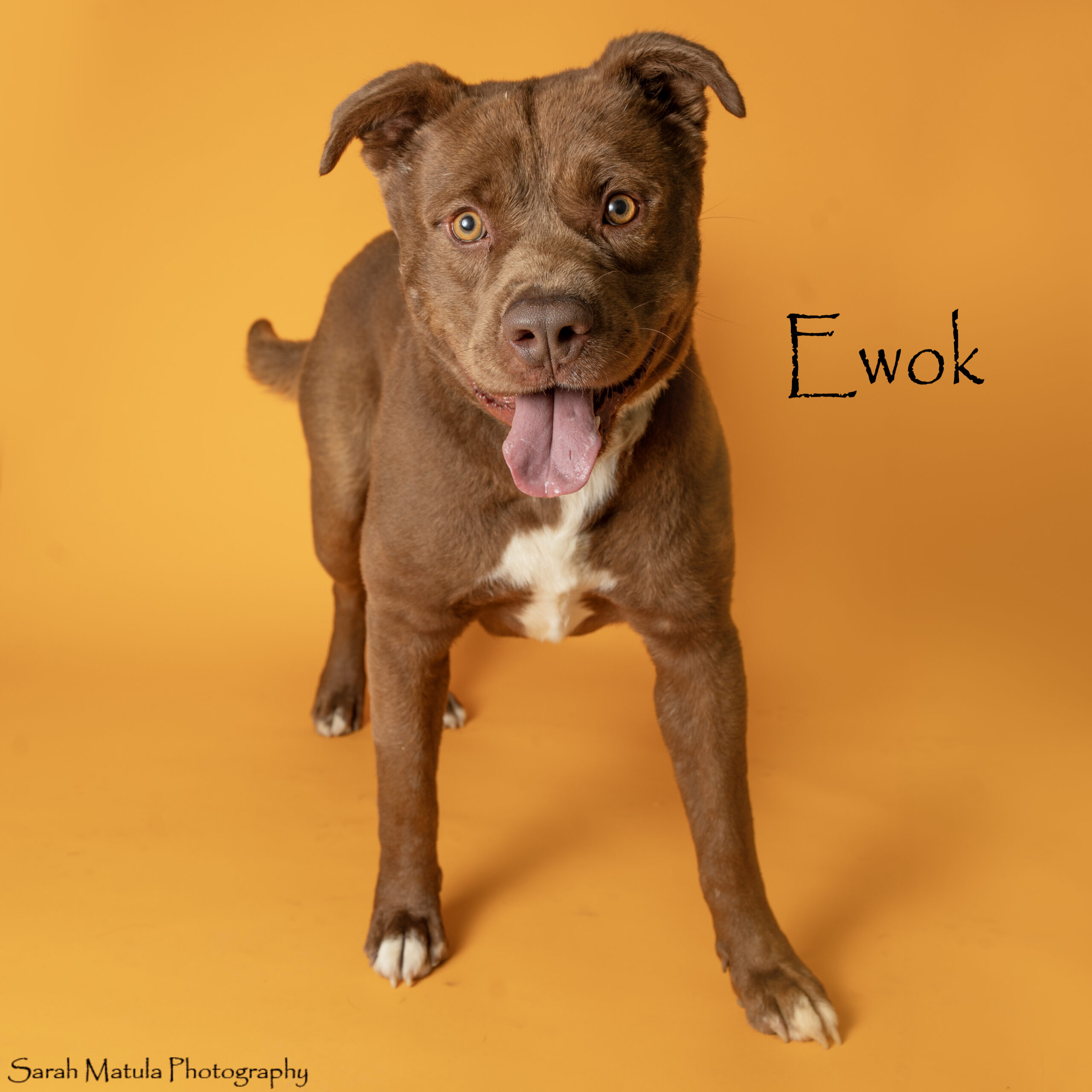 Pet of the Week