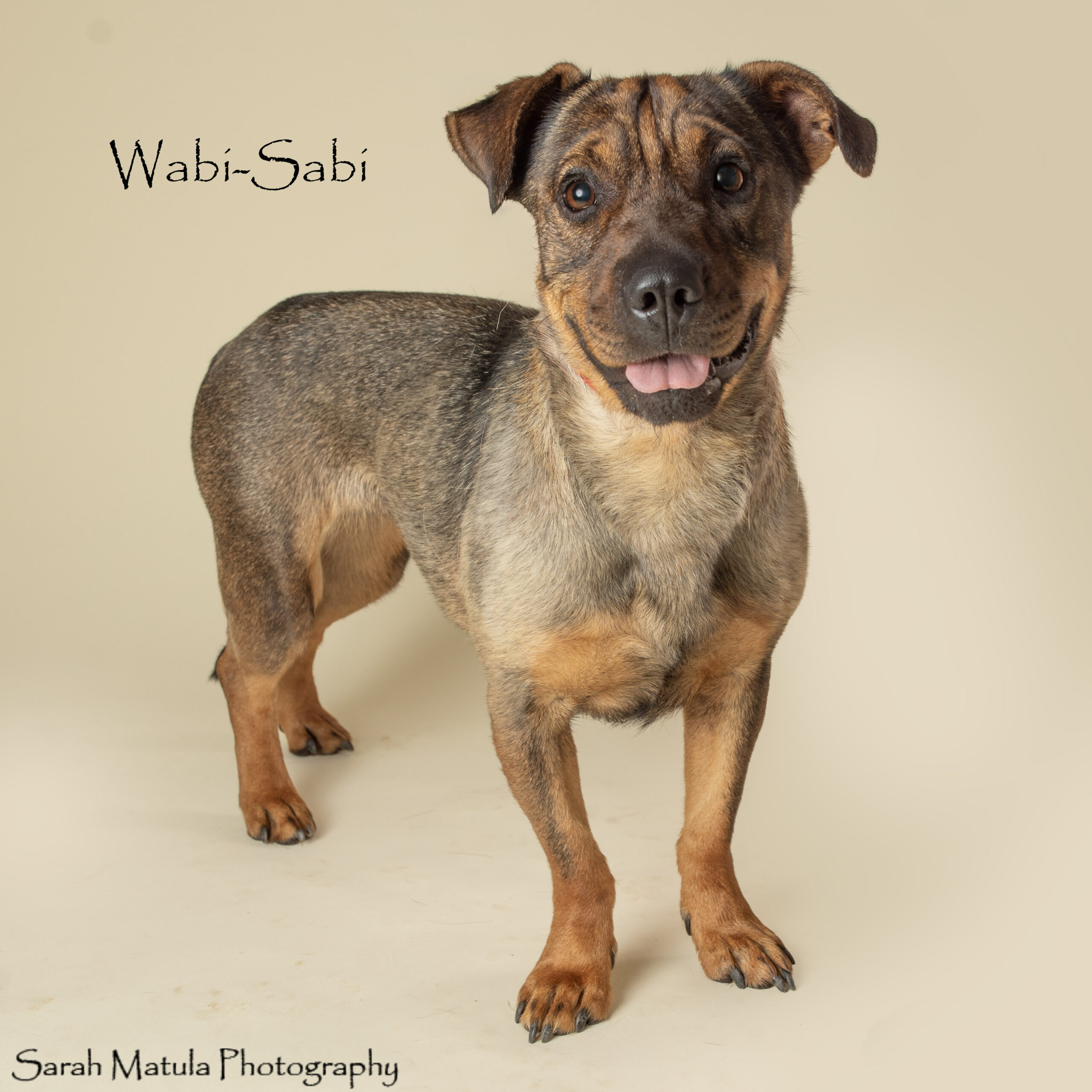 Pet of the Week