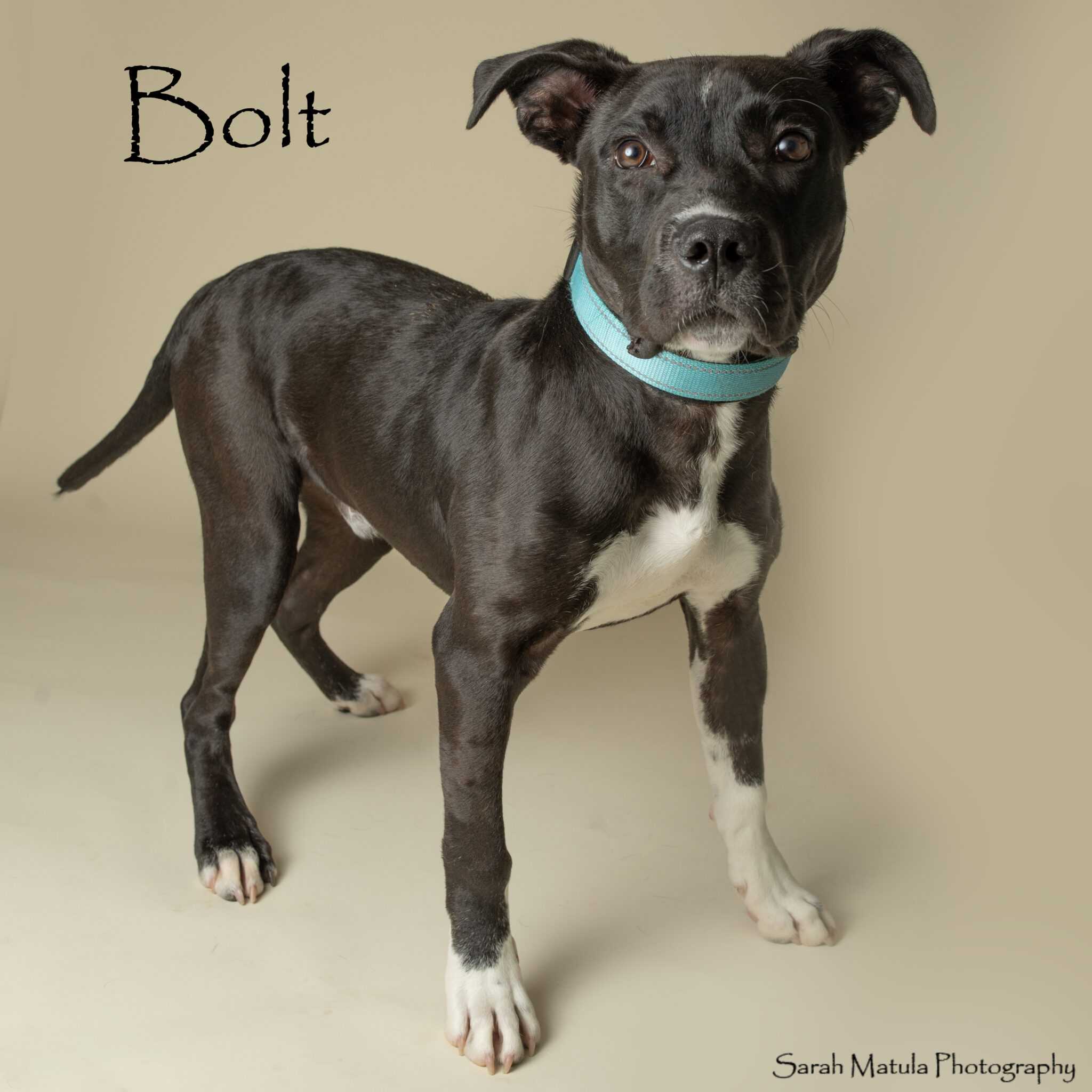 Pet of the Week