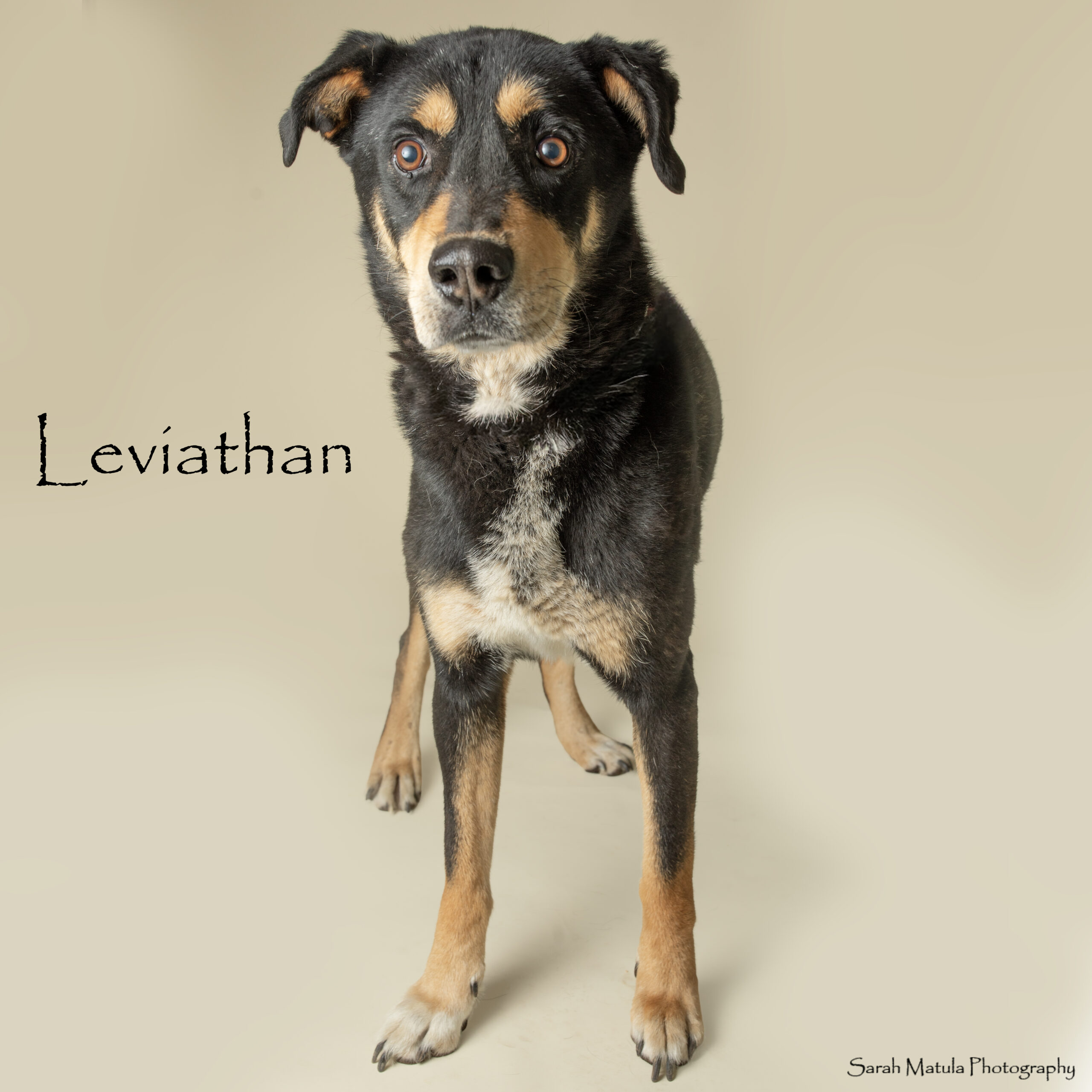 Pet of the Week