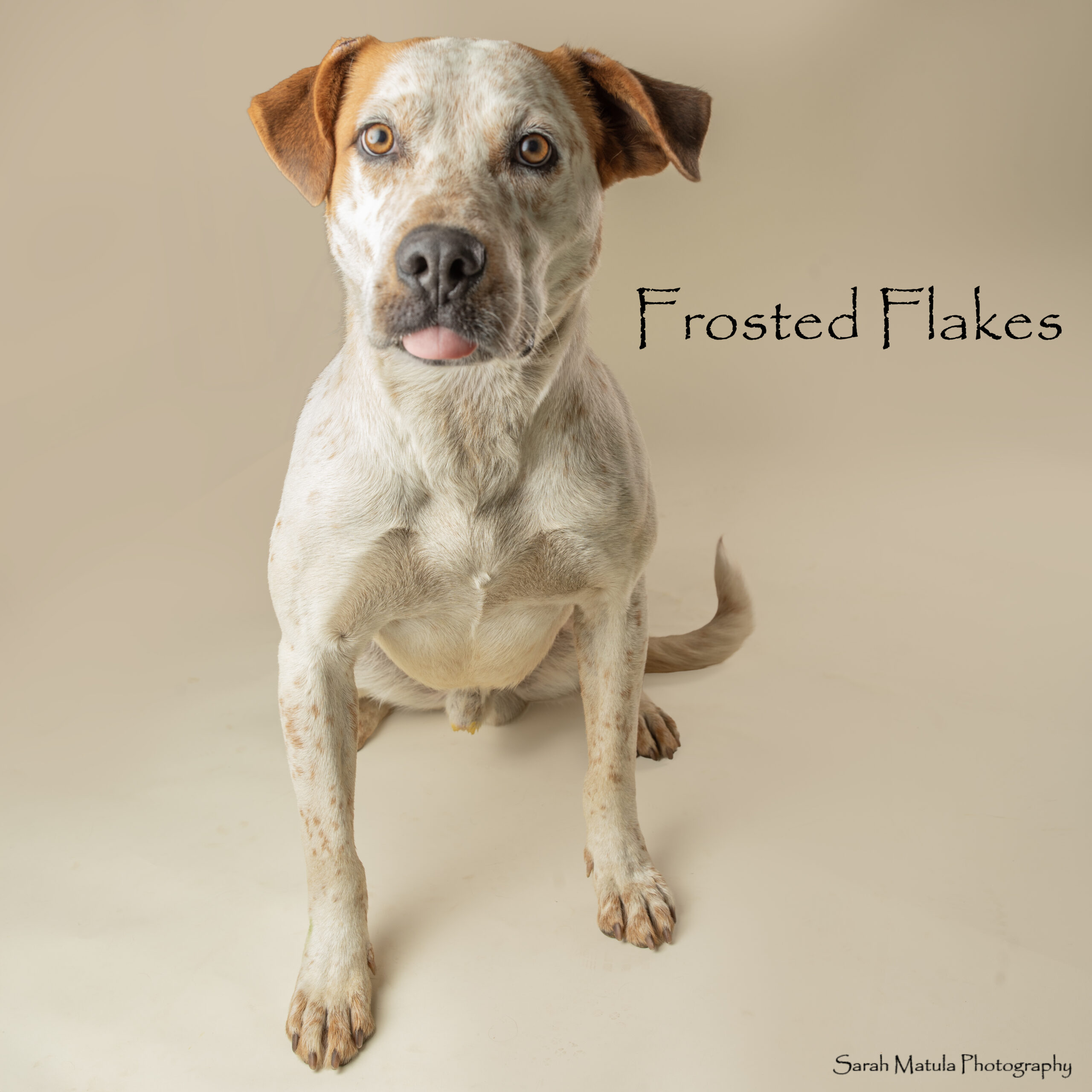 Pet of the Week