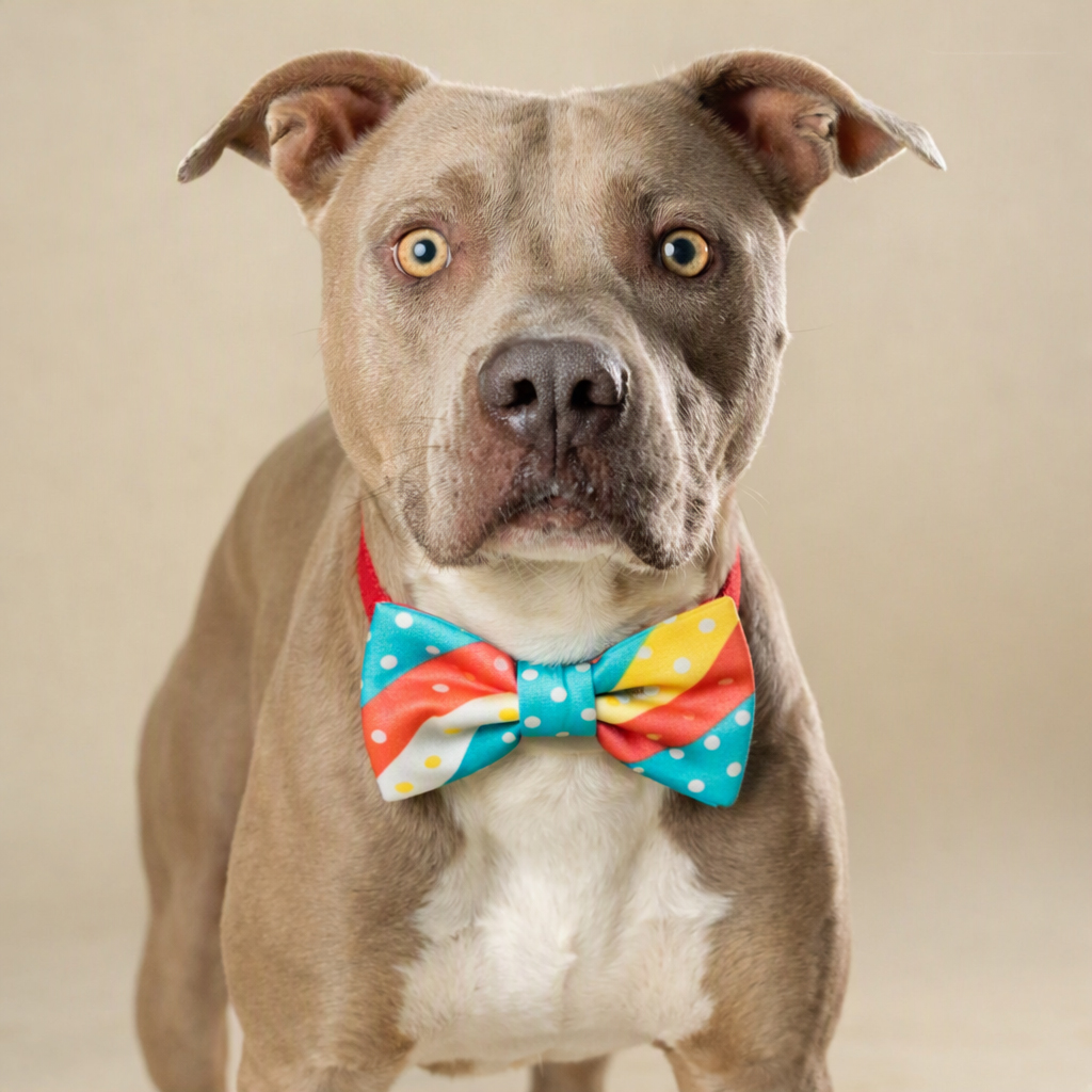 Pet of the Week