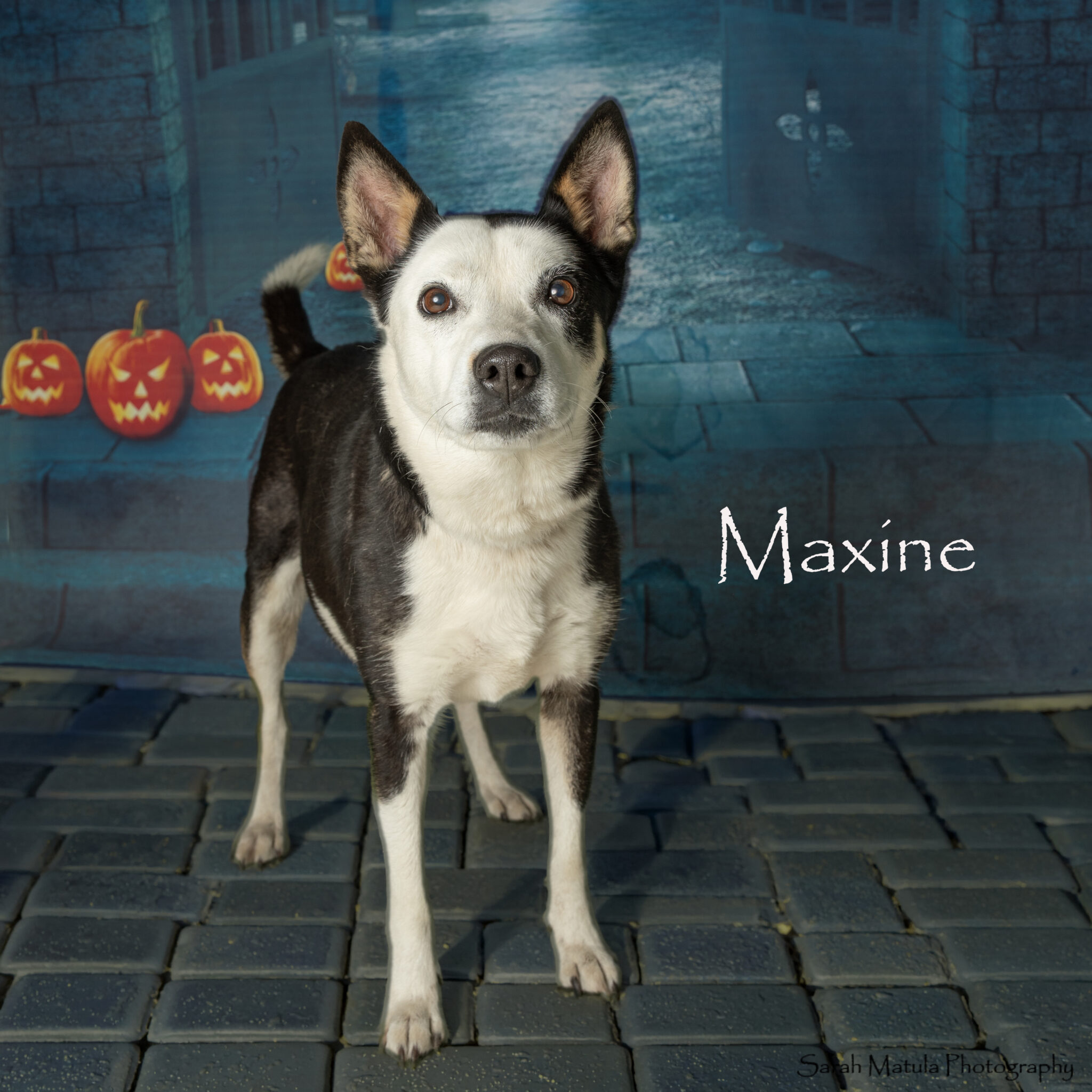 Pet of the Week