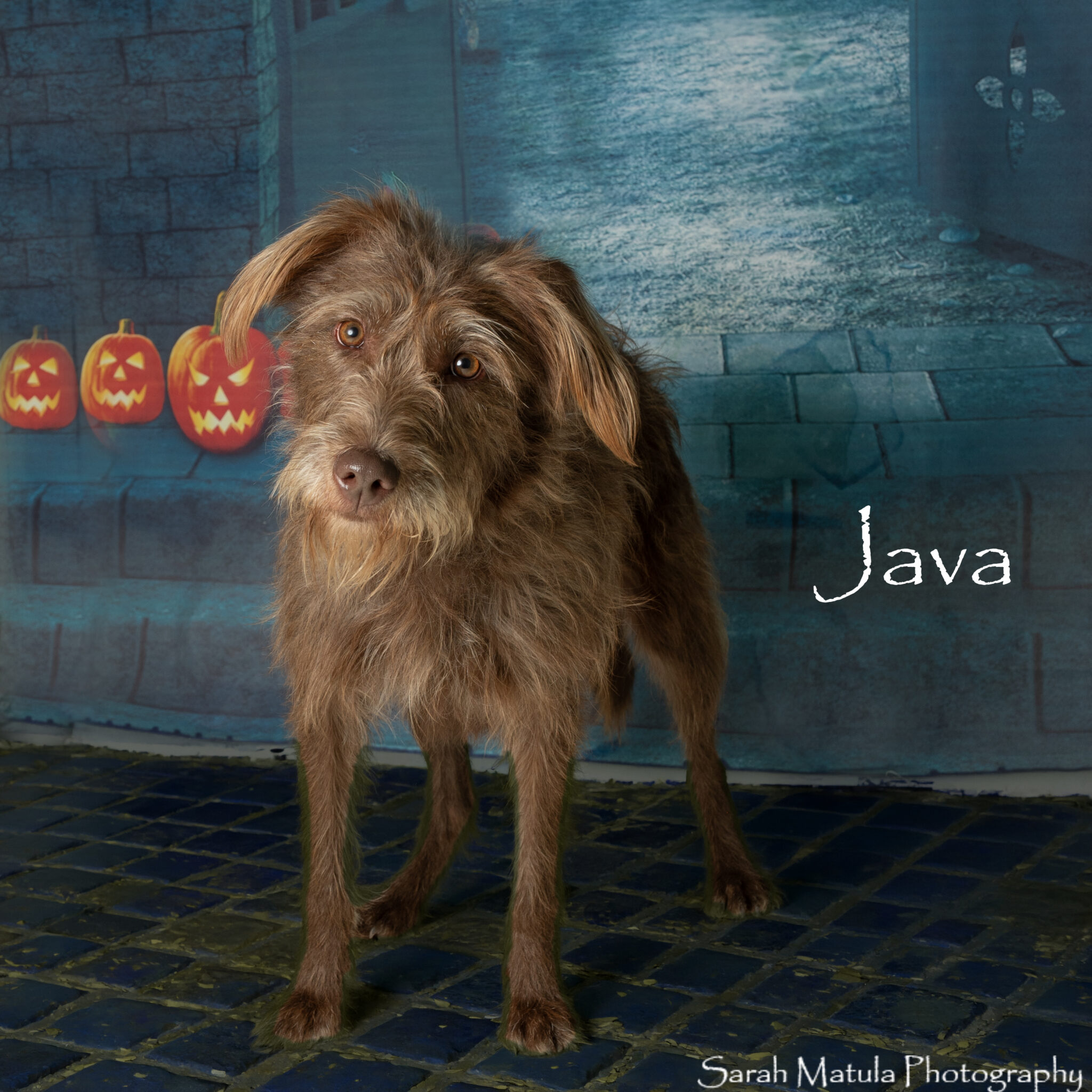 Pet of the Week
